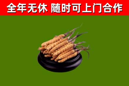 丰都县烟酒回收冬虫夏草.jpg